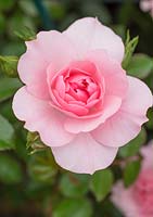 Rosa 'Bonica '. Arbuste Rose
