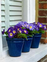 Un affichage de rebord de fenêtre de printemps de primevères dans des pots bleus vitrés.