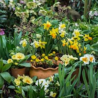 Un étalage printanier avec Narcisse 'Jetfire' et 'Topolino', Primula vulgaris et Eranthis hyemalis dans des pots en terre cuite.
