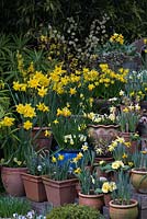 Affichage de pot de printemps à plusieurs niveaux - avec Narcisse 'Early Sensation de Rijnveld '. N.' Jetfire 'et' Topolino ', N.' Sweetness 'dans une jardinière en bois. N.' Jack Snipe '. Euphorbia martinii 'Ascot Rainbow', altos et primevères.
