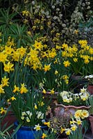 Affichage de pot de printemps à plusieurs niveaux - avec Narcisse 'Early Sensation de Rijnveld '. N.' Jetfire 'et' Topolino ', N.' Sweetness 'dans une jardinière en bois. N.' Jack Snipe '. Euphorbia martinii 'Ascot Rainbow'