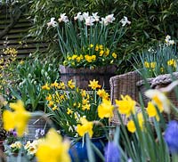 Pots de printemps dont Narcissus 'Sweetness', N. 'Jetfire', N. Rijnveld's 'Early Sensation', Narcissus cyclamineus 'Cotinga', N. 'Jack Snipe', N. 'Cheerfulness', N. 'Double Smiles', N. 'Topolino', N. 'obvallaris', N. 'Bell Song '.