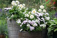Pots à thème blanc plantés de verveine traînante blanche, Dahlietta Select 'Blanca', pétunias de surfinia blancs et Victoria Aster