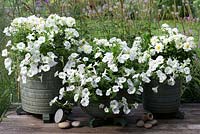 Des pots vitrés à thème blanc plantés de verveine traînante blanche, de Dahlietta 'Select Blanca' et de pétunias de surfinia blancs, un présentoir établi depuis 2 mois.