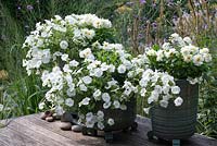 Pots émaillés à thème blanc plantés de verveine traînante blanche, Dahlietta 'Select Blanca' et pétunias de surfinia blancs