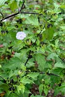 Nicandra physaloides - Shoo Fly plante