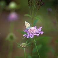 Succisa pratensis 'Peddar's Pink', mordant du diable, vivace. Rose, en peluche comme des fleurs qui dessinent des papillons. Papillon bleu commun.