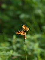 Papillon fritillaire bordé de perles - Boloria euphrosyne est rare, confiné dans les clairières boisées ou certaines prairies abritées. Repose sur le plantain.