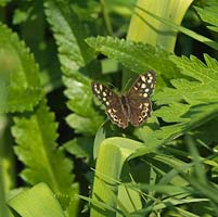 Le papillon des bois s'est installé sur le feuillage.