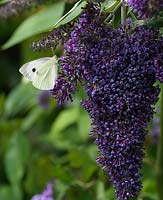 Petit papillon blanc - Pieris rapae en équilibre précaire sur buddleia - Buddleija davidii 'Grey Dawn'