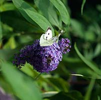 Pieris rapae - Petit papillon blanc équilibré de façon précaire Buddleija davidii 'Grey Dawn '.