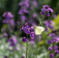 Petit papillon blanc - Pieris rapae descend sur giroflée pourpre - Erysimum 'Bowles Mauve'