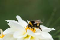 Bumble bee se régalant de nectar sur blanc Dahlietta Select Blanca.