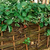Un obstacle de saule est utilisé pour construire un mur de soutènement bas dans lequel les fraises sont plantées.