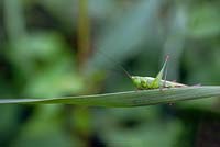 Leptophyes punctatissima - Cricket de brousse mouchetée - Septembre, Suffolk