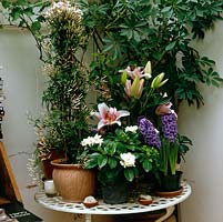 Table de véranda avec pots de lys parfumés, gardénia, jasmin et jacinthe