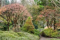 Acer griseums avec un feuillage devenant rouge dans le jardin d'hiver à RHS Rosemoor.