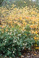 Combinaison d'arbustes d'automne de Camellia sasanqua 'Rainbow' avec Corylopsis glabrescens.