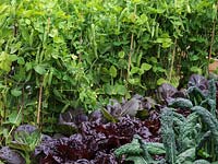 Bordures de légumes surélevées plantées de rangées de laitue Nymans, de pois et de Cavolo nero, une forme italienne de chou.