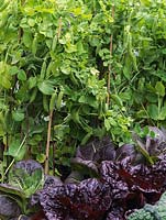 Bordures de légumes surélevées plantées de rangées de laitue Nymans, de chou et de pois.