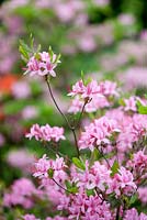 Rhododendron prinophyllum, mai, Surrey