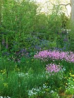 Zone de fleurs sauvages cultivées sous les bouleaux, avec jacinthes, aquilegie, rouge-gorge vieilli, digitale, jonc et primevère.