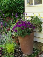 Des pots d'été colorés égayent un espace terne à côté d'un abri de jardin.
