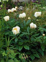 Pivoines blanches dans un parterre de fleurs à la fin du printemps avec Epimediums et herbes.