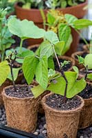 Jeunes plants de haricots verts poussant dans des pots biodégradables.