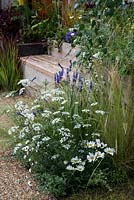 Florissant dans un jardin de gravier, un mélange d'Ammi manjus blanc et d'anthemis avec de la lavande bleue et du Stipa tenuissima.