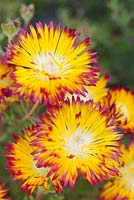 Drosanthemum bicolor - Rosée, Cape Town, Afrique du Sud