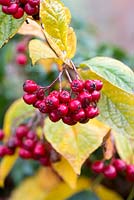 Cotoneaster lacteus. Cotonéaster tardif aux fruits rouges en automne - novembre - Oxfordshire