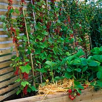Soutenu sur une clôture à lattes de bois, une rangée de groseilles, de groseilles et de fraises.