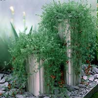 Lotus berthelotii dégringolant de deux pots en acier inoxydable sur fond d'écran en verre opaque.