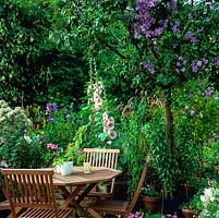 Petit patio avec roses trémières, osmanthus et platycodon. Pomme sauvage avec Clématite 'Prince Charles' poussant à travers elle, au-dessus de la table et des chaises où elle projette une ombre tachetée.