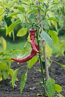 Capsicum annuum 'Sweet Nardello' - Poivron doux