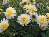 Dahlia 'Freyas Paso Doble', forme à fleur d'anémone jaune et blanche. septembre