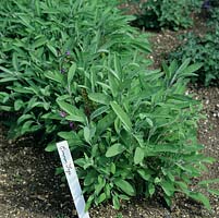 Salvia officinalis - Sauge, vivace à feuilles persistantes avec des feuilles laineuses aromatiques gris-vert.
