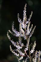 Tetradenia riparia 'Elize' - Bush de Misty Plume, Ginger Bush, Le Cap, Afrique du Sud