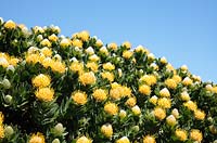 Leucospermum conocarpodendron - Coussin vert, coussinet arbre glabre, coussin jaune, Cape Point, Cape Town, Afrique du Sud