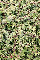 Portulacaria afra - Elephant's food, Spekboom, Le Cap, Afrique du Sud