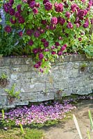 Des rosiers arbustifs parfumés pendent au-dessus des eaux claires de la rivière Bride, traversant l'extrémité inférieure du jardin. Jardins clos de Littlebredy, Littlebredy, Dorset