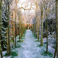 Avenue de whitebeam - Sorbus lutescens recouvert de neige.