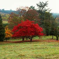 Érable japonais - Acer palmatum. A gauche, la petite Nyssa sylvatica. Derrière, s'élève une colline densément boisée.