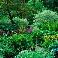 Jardin d'eau et ruisseau bordé de Geranium nodosum, primula, Iris pseudacorus, kingcups, graminées, hosta et ligularia. LH: Acer pseudoplatanus. Au soleil filtré.