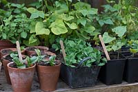 Les jeunes plants sortent après environ deux semaines des graines potagères telles que le haricot, le pois et le haricot. Prêt à planter en pots ou en pleine terre.