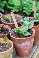 Les jeunes plants sortent après environ deux semaines des graines potagères telles que le haricot, le pois et le haricot. Prêt à planter en pots ou en pleine terre.