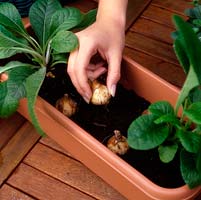Plantation de jardinières. Une fois les plantes en pot positionnées, plantez des bulbes - des narcisses nains représentés dans le sol de sorte qu'une fois la boîte remplie, ils auront environ 2 cm de profondeur.