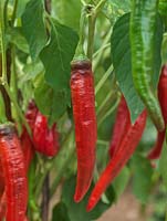 Capsicum annuum 'Peperone Frigitello' porte des piments précoces de taille moyenne - verts mûrissant en rouge, doux et épais à chair moyenne. Originaire d'Italie.