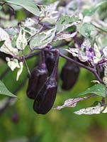 Capsicum annuum 'Tri-Fetti' porte beaucoup de petits piments violets qui mûrissent au rouge. Chaud. Les feuilles panachées rendent cette plante populaire comme plante ornementale.